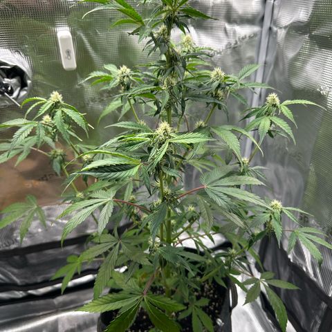Milky Way growlog timeline photo