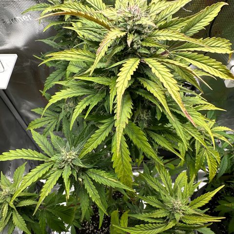 Wedding Cake Auto growlog timeline photo