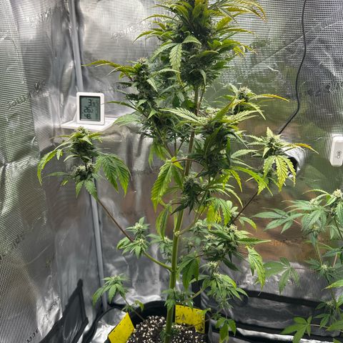 Wedding Cake Auto growlog timeline photo