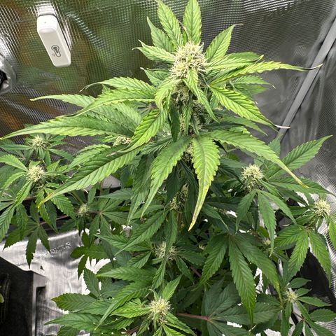 Milky Way growlog timeline photo