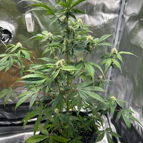 Milky Way growlog timeline photo