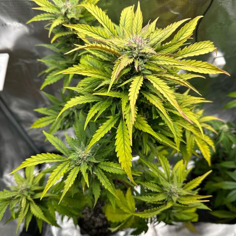 Wedding Cake Auto growlog timeline photo