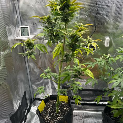 Wedding Cake Auto growlog timeline photo