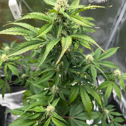 Milky Way growlog timeline photo