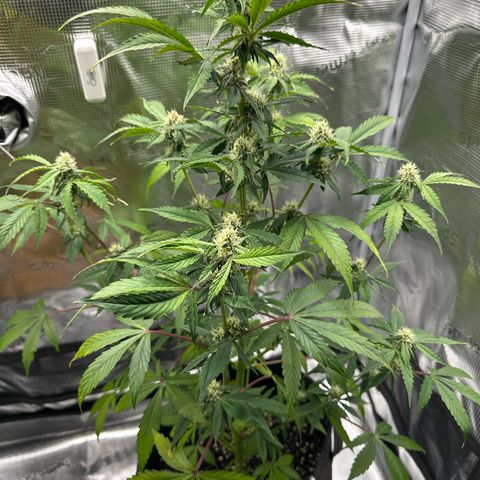 Milky Way growlog timeline photo