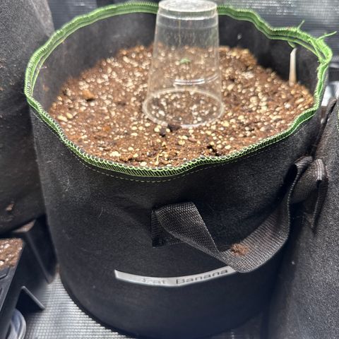 Fat Banana growlog timeline photo
