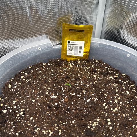 Rainbow Melon growlog timeline photo
