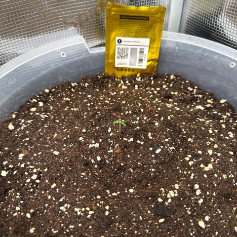 Rainbow Melon growlog timeline photo