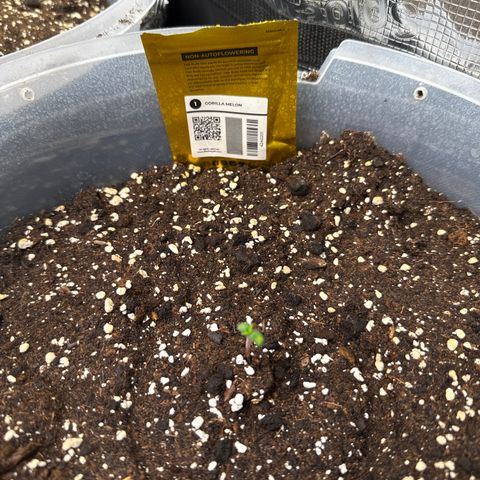Gorilla Melon growlog timeline photo