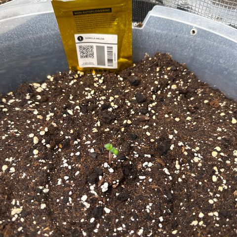 Gorilla Melon growlog timeline photo