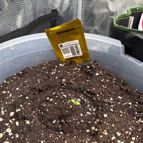 Lemonpaya growlog timeline photo