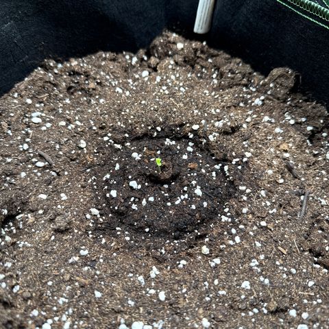 Gorilla Melon growlog timeline photo