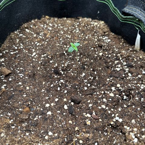 Fat Banana growlog timeline photo