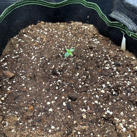 Fat Banana growlog timeline photo