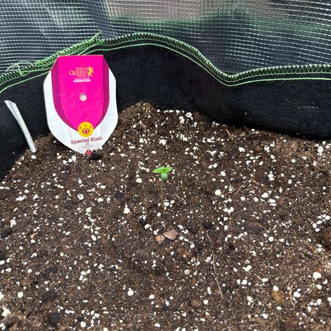 Special Kush #1 growlog timeline photo