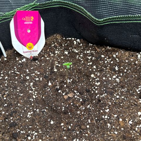 Special Kush #1 growlog timeline photo