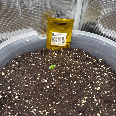 Rainbow Melon growlog timeline photo