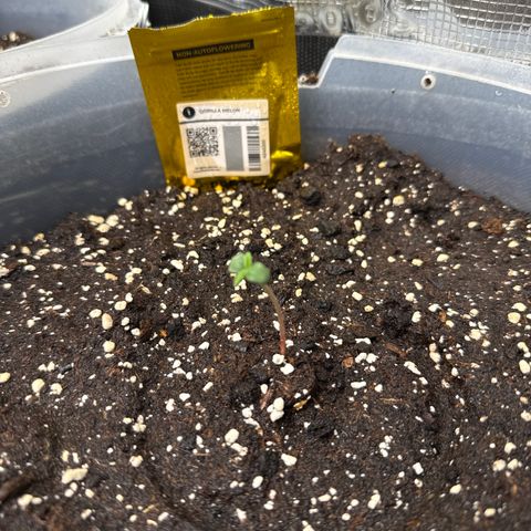 Gorilla Melon growlog timeline photo
