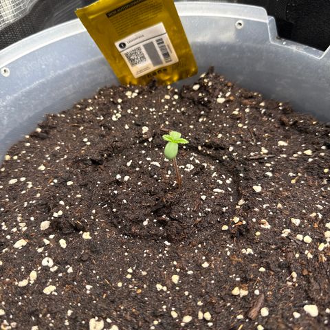 Lemonpaya growlog timeline photo