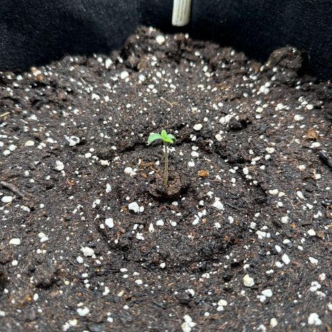 Gorilla Melon growlog timeline photo