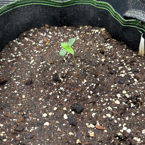 Fat Banana growlog timeline photo