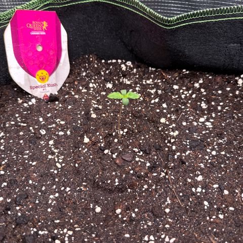 Special Kush #1 growlog timeline photo