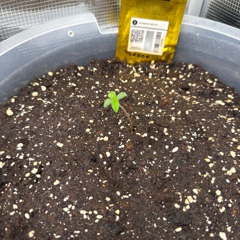 Rainbow Melon growlog timeline photo