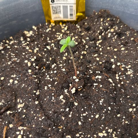 Gorilla Melon growlog timeline photo