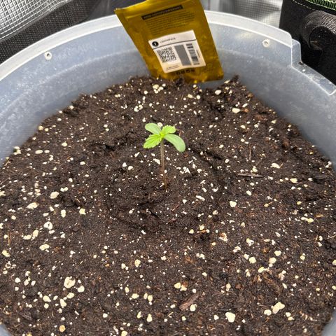 Lemonpaya growlog timeline photo