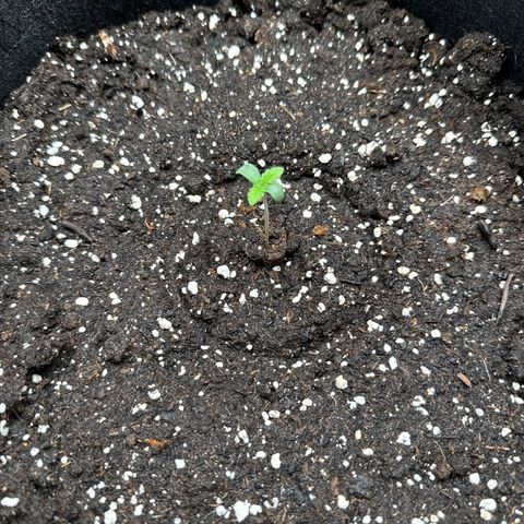 Gorilla Melon growlog timeline photo