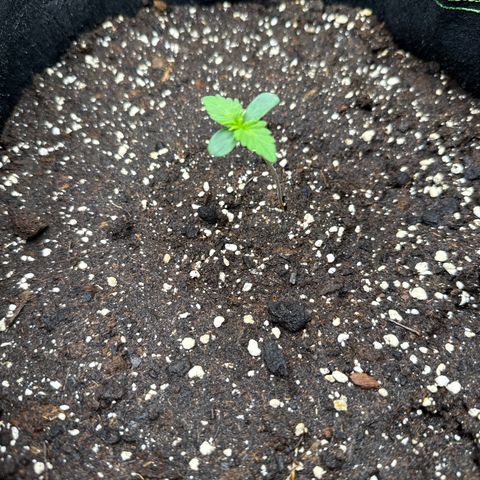 Fat Banana growlog timeline photo