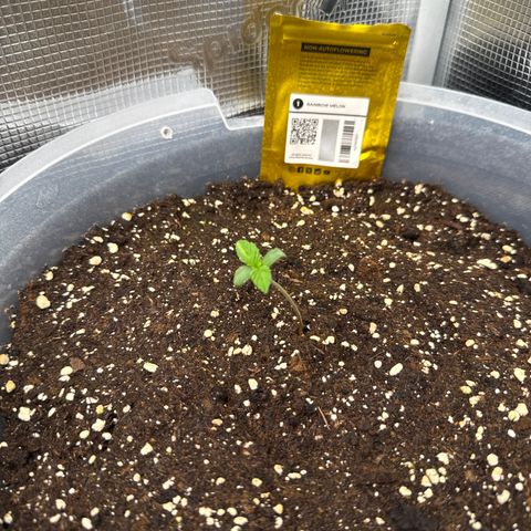 Rainbow Melon growlog timeline photo