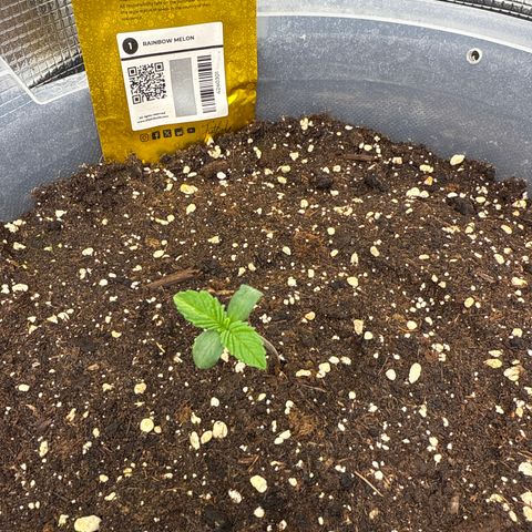 Rainbow Melon growlog timeline photo