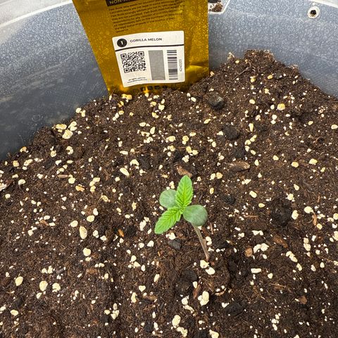 Gorilla Melon growlog timeline photo