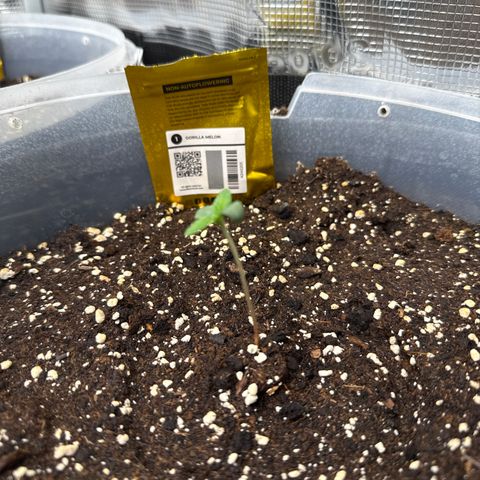 Gorilla Melon growlog timeline photo