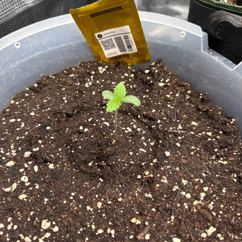 Lemonpaya growlog timeline photo
