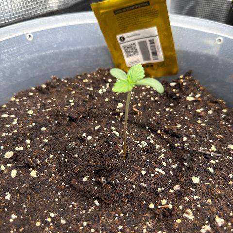 Lemonpaya growlog timeline photo