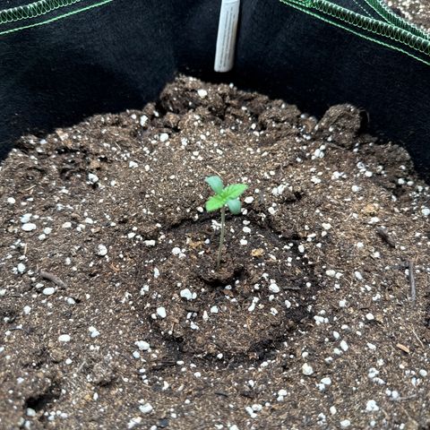Gorilla Melon growlog timeline photo