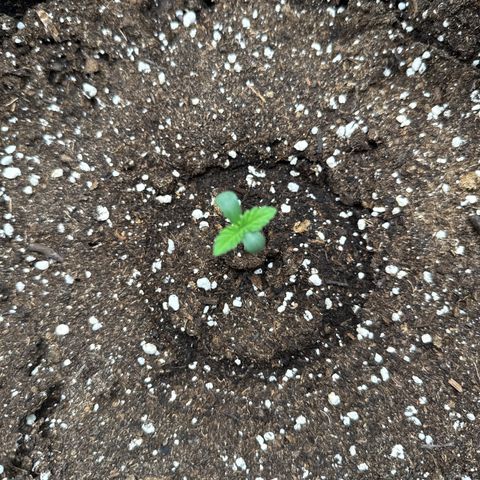 Gorilla Melon growlog timeline photo