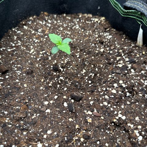 Fat Banana growlog timeline photo