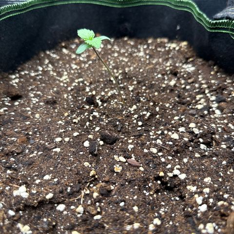 Fat Banana growlog timeline photo