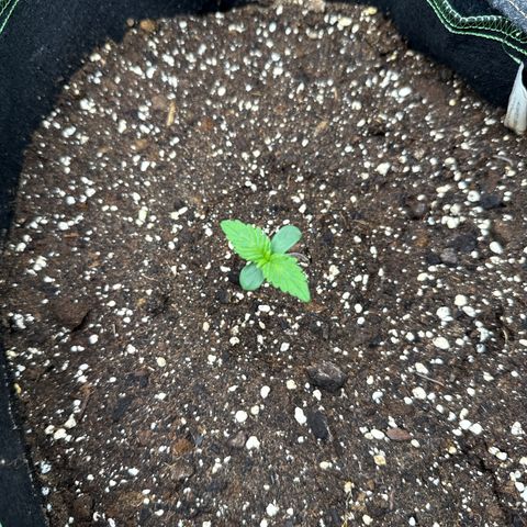 Fat Banana growlog timeline photo