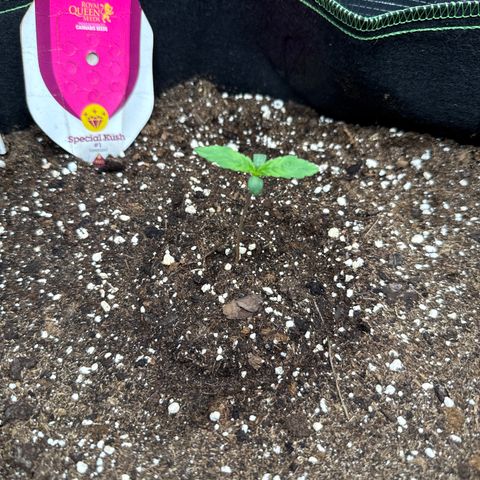 Special Kush #1 growlog timeline photo