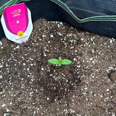 Special Kush #1 growlog timeline photo