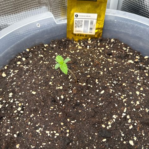Rainbow Melon growlog timeline photo