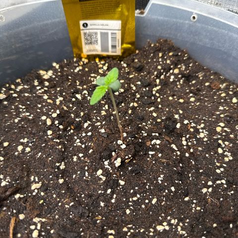 Gorilla Melon growlog timeline photo
