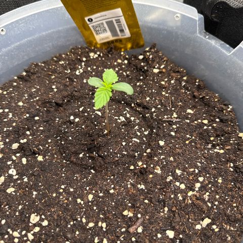 Lemonpaya growlog timeline photo