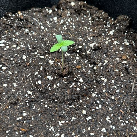 Gorilla Melon growlog timeline photo