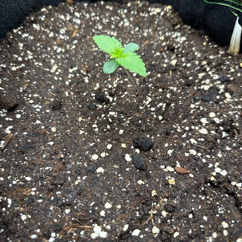 Fat Banana growlog timeline photo