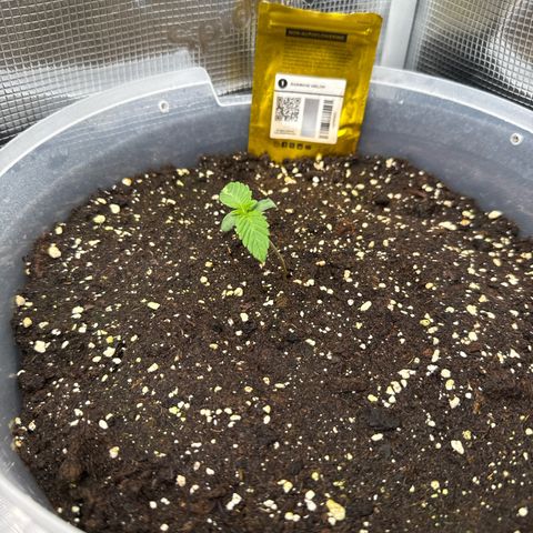 Rainbow Melon growlog timeline photo